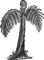 Giant Tree Fern vintage illustration. vector