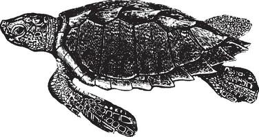 Loggerhead turtle, vintage illustration. vector