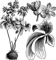 Habit, Detached Leaf, and Portion of Inflorescence of Leontice Altaica vintage illustration. vector