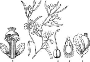 Milkwort vintage illustration. vector