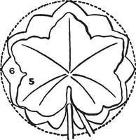 tipos de sencillo hojas derivado desde el circular tipo Clásico ilustración. vector