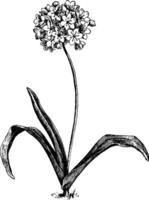 Allium Neapolitanum vintage illustration. vector