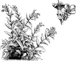 Habit and Detached Flowers of Lindelofia Spectabilis vintage illustration. vector