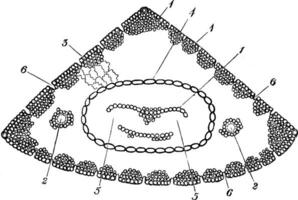 Transverse Section of Pinus Coulteri Leaf vintage illustration. vector