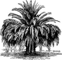 Phoenix Canariensis vintage illustration. vector