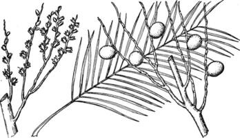 Branch of Royal Palm vintage illustration. vector