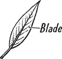 Blade vintage illustration. vector