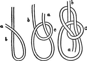 Bowline, vintage illustration. vector