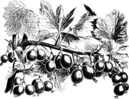 Ribes Oxyacanthoides vintage illustration. vector