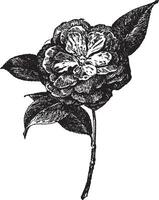 President Clark Camellia Japonica vintage illustration. vector