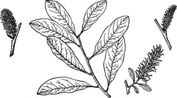 Branch of Salix Nuttallii vintage illustration. vector