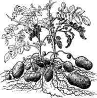 Potato Plant vintage illustration. vector