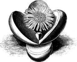 Mesembryanthemum Testiculatum vintage illustration. vector