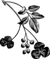 Akebia Quinata Flower vintage illustration. vector