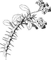 Euphorbia splendens vintage illustration. vector