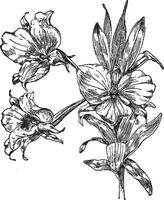 Dendrobium Dearei vintage illustration. vector
