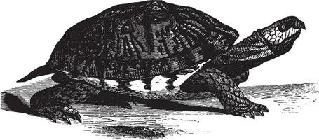 American box tortoise, vintage illustration. vector
