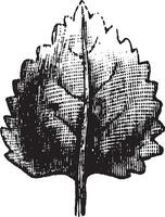 Leaf vintage illustration. vector