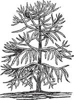 Araucaria Imbricata vintage illustration. vector