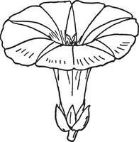 Convolvulus vintage illustration. vector