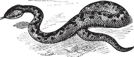 Adder, vintage illustration. vector