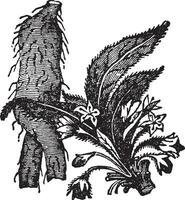 Mandrake vintage illustration. vector