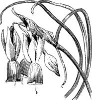 narciso triandrus Clásico ilustración. vector