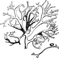 Tree Moss Bearing an Apothecium vintage illustration. vector