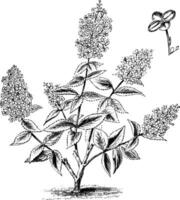 Habit and Detached Single Flower of Hydrangea Paniculata Grandiflora vintage illustration. vector