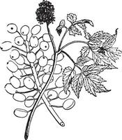 Actaea vintage illustration. vector