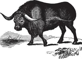 Bull, vintage illustration. vector