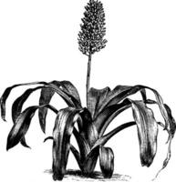 Aechmea Fulgens Flower vintage illustration. vector