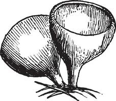 Cupule vintage illustration. vector