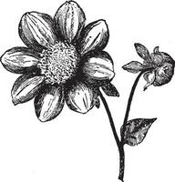 Single Dahlia vintage illustration. vector