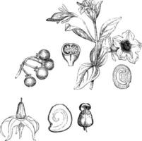 Violetflower Petunia vintage illustration. vector