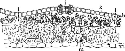 Marchantia Thallus vintage illustration. vector