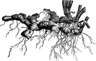 Surface Rhizomes of German Iris vintage illustration. vector