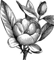 Flowering Branchlet of Magnolia Glauca vintage illustration. vector