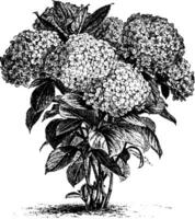 Hydrangea Hortensis vintage illustration. vector