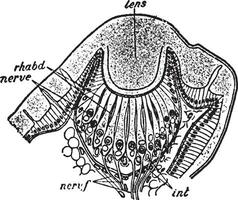 Euscorpius Italicus, vintage illustration. vector