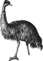 Emu, vintage illustration. vector