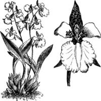 Habit and Detached Single Flower of Odontoglossum Rossii vintage illustration. vector