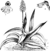 Orchis Purpurea vintage illustration. vector