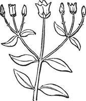 ilustración vintage de hojas opuestas. vector