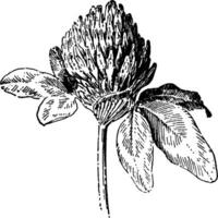 Red Clover vintage illustration. vector