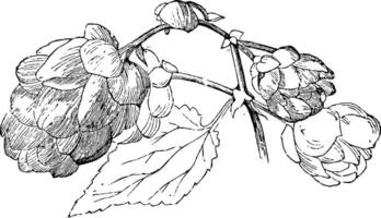 Portion of Female Inforlescence of Humulus Lupulus vintage illustration. vector