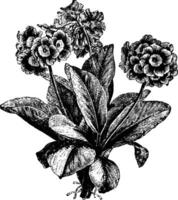 Primula Auricula vintage illustration. vector