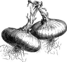 White Spanish Onions vintage illustration. vector