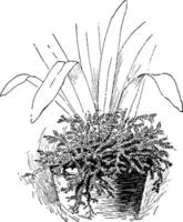 maceta orquídea Clásico ilustración. vector