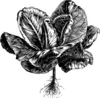 Early York Cabbage vintage illustration. vector